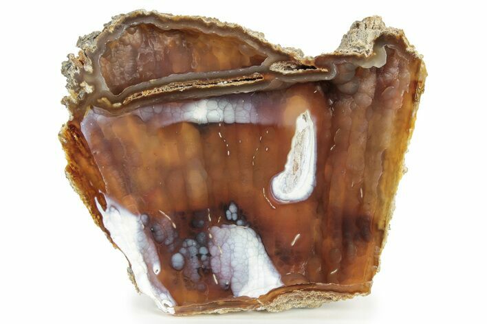 Agatized Fossil Coral Geode - Florida #234368